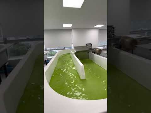 ALGBIO Algae fuel production reactors
