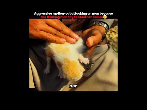 Aggressive Mother Cat Attacking on Man Because She Thinking Man Try to Steal her Babies😓