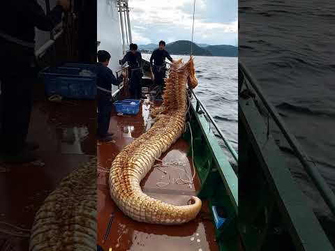 🌊 Giant Sea Creatures Caught! 🐠🎣 Unbelievable Finds!#GiantSeaCreatures #FishingAdventure