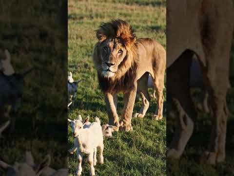 Funny Majestic Lion vs Baby Goats | 4K AI Video – Confused King of the Savanna #AI #Sora #OpenAI