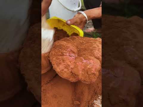 Ganoderma lucidum powder！Greenhouse Ganoderma Growing!